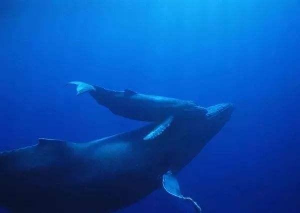 鲸果然是最聪明的动物，还会说“悄悄话”没想到吧
