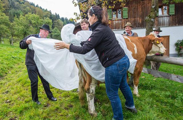 德国奶牛被穿上尿不湿 真相惊人_猎奇部落