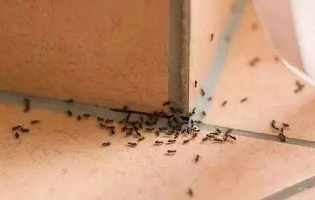 家里有蚂蚁不要急，学会这个土方法，就能让蚂蚁全部死光