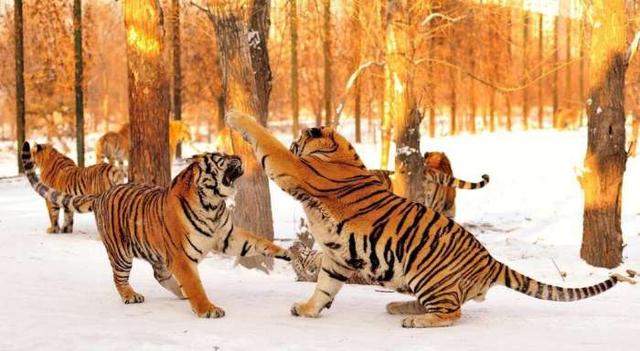老虎那么猛！“森林之王”老虎最怕什么，难道就没有天敌吗？