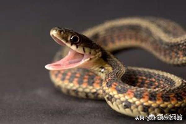 蛇最怕什么声音？