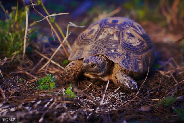 如何让乌龟安全过冬，这几个方法你要知道