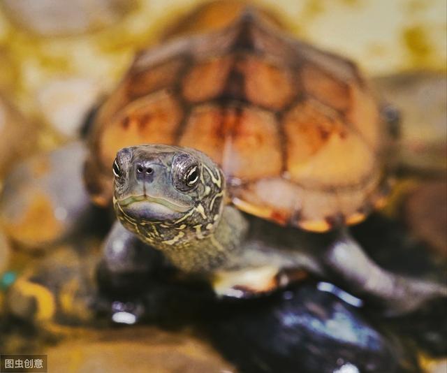 如何让乌龟安全过冬，这几个方法你要知道