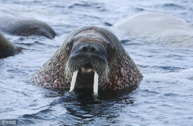 北极里的海中大象——海象