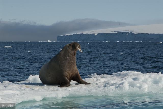 北极里的海中大象——海象