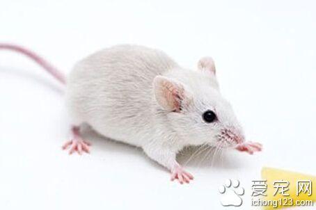小白鼠吃什么 适合它生长的环境条件