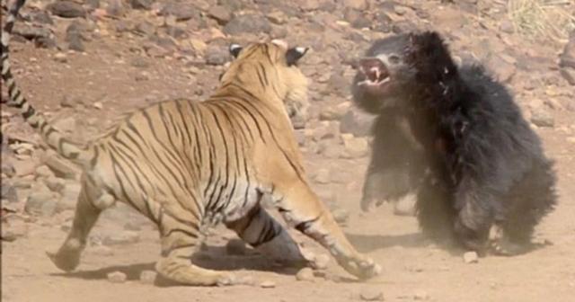 老虎最怕什么动物？网友：打不过大象，不表示怕大象！