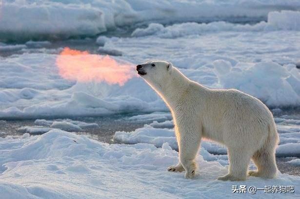 北极熊为什么不吃企鹅？答案就是这么出乎意料