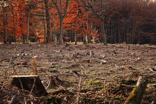 森林, 秋季, 挖了, Waldsterben, 性质, 树木, 景观, 叶子