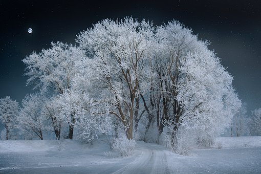 景观, 树, 雪, 夜, 天空, 月亮