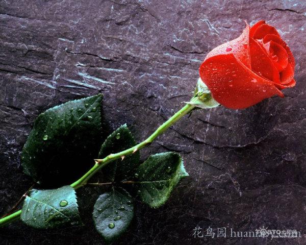 红玫瑰花语大全 红玫瑰的美丽传说