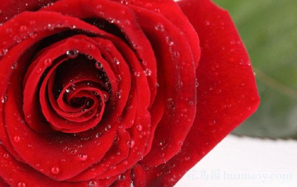 红玫瑰花语大全 红玫瑰的美丽传说