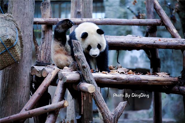 从小我们便知道大熊猫被称为中国的国宝